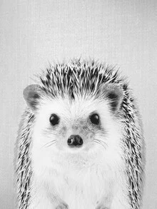 Hedgehog in black and white, gentle mood with clear details.