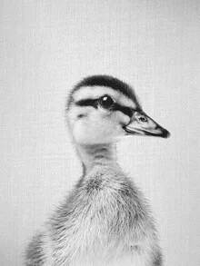 Black and white photo art by Gal Pittel: cute duckling on a soft background