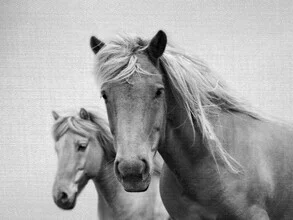 Black and white photo art by Gal Pittel: horses in gentle arrangement