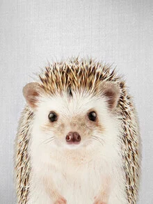 Charming hedgehog on a grassy field, soft colors and natural setting.