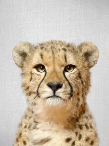 Photo art by Gal Pittel: Cheetah in natural surroundings, calm and observant.