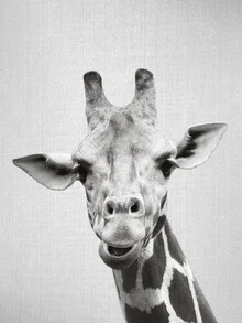 Fotokunst von Gal Pittel: Giraffe in Schwarz-Weiß mit sanften Konturen