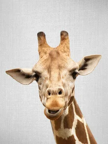 Photo art by Gal Pittel: a giraffe in a natural setting, calm and curious.
