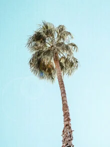 Fotografie einer einzelnen Palme am Strand, umgeben von sanften Wellen und klarem Wasser.