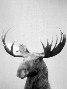 Fotokunst: Schwarz-weißes Bild eines majestätischen Elches im Wald