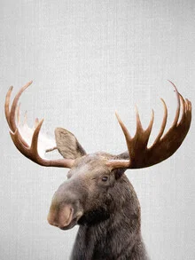 Fotokunst von Gal Pittel: ein Elch im Winterwald, ruhig und majestätisch.