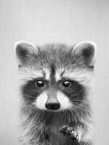 Schwarz-Weiß Fotokunst eines Waschbären, der neugierig in die Kamera schaut.