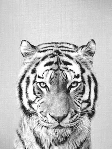 Fotokunst von Gal Pittel: Schwarz-Weiß Tigerportrait mit sanfter Ausstrahlung