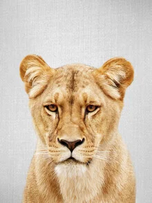 Photo art by Gal Pittel: a lioness in a natural setting, soft colors and calm mood