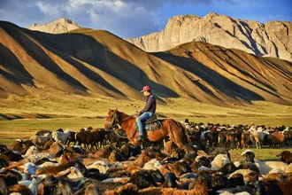 Shepherd surrounded by sheep and goats in the vast Uzbek landscape.
