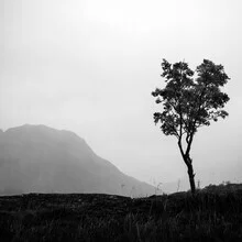Black and white photo art by Fabian Wanisch: minimalist tree in fog