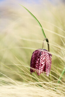 Manuela Deigert, Schachbrettblume (Germany, Europe)