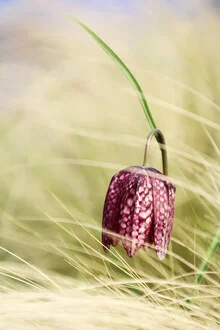 Schachbrettblume - fotokunst von Manuela Deigert