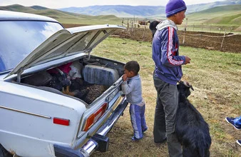 Goats in a car trunk, cheerful mood from Kyrgyzstan.