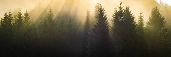 Sanfte Lichtstrahlen durch einen nebligen Wald am Sonnenaufgang