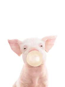 Photo art by Kathrin Pienaar: playful piglet with bubble gum against a colorful background