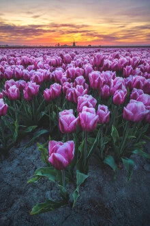Fotokunst von Jean Claude Castor: farbenfrohes Tulpenfeld mit einer Mühle im Hintergrund