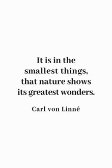 Typo Art, In the smallest things nature shows its greatest wonders (Germany, Europe)