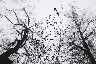 Gloomy forest with a melancholic atmosphere and soft light patterns