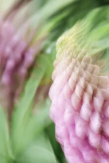 Blurred lupine blossom in soft colors, creating a calm atmosphere.