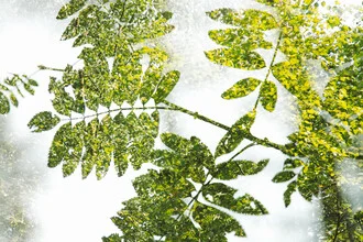 Photo art by Nadja Jacke: Spring double exposure of rowan berries with foliage