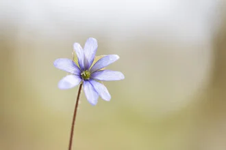 Delicate hepatica in soft light, showcasing its tender petals.