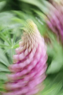 Blurred lupine in soft colors, creating a calm atmosphere.