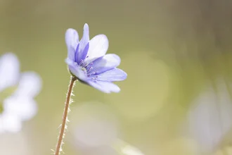 Delicate Hepatica blossom in soft colors welcoming spring.