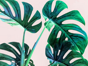 Uma Gokhale, Wild Leaves (India, Asia)