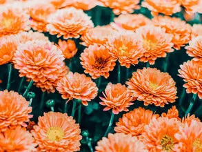Wall art by Uma Gokhale: colorful flowers in a digital illustration