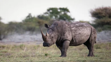 Close-up of a rhino in Botswana, radiating calm and strength.