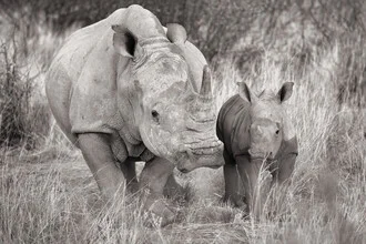 Portrait of a baby rhino with its mother in the African landscape.