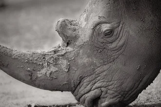 Portrait of a rhino standing peacefully in nature.