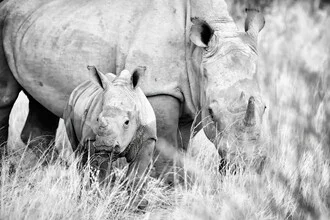 Photo art by Dennis Wehrmann: baby rhino and mother in their natural habitat