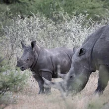 Portrait of a rhino baby with its mother in the African savanna