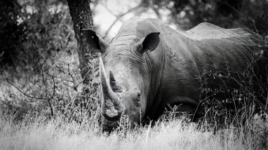 Portrait of a rhino in South Africa, capturing the calm of wildlife.
