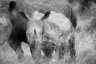 Dennis Wehrmann, Portrait Rhino Baby