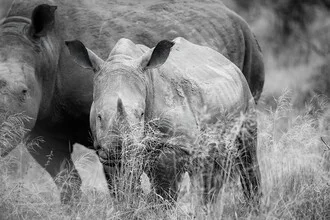 Wall art by Dennis Wehrmann: Portrait of a rhino baby in South Africa