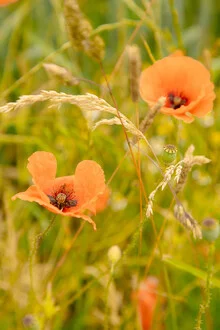 Fotokunst mit Mohnblumen in einem sanften Feld, die ruhige Atmosphäre vermittelt.