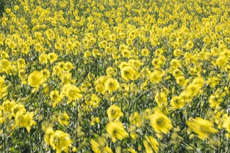 Photo art by Nadja Jacke: dynamic rape field with blurred flowers