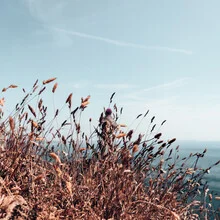 Photo art: gentle summer landscape with thistles by the Normandy coast