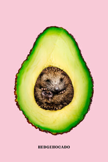 Jonas Loose, Hedgehocado