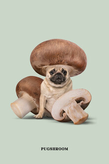 Jonas Loose, Pugshroom