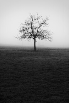 Manuela Deigert, Der Apfelbaum
