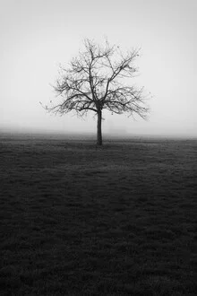 Der Apfelbaum - fotokunst von Manuela Deigert