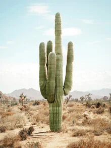 Photo art by Gal Pittel: detailed cactus in a tropical setting