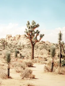 Photo art by Gal Pittel: cactus landscape in Joshua Tree National Park