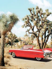Photo art by Gal Pittel: Vintage road trip through the desert with cacti.