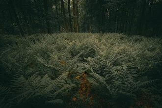 Dark fern forest with lush greenery and soft rays of light