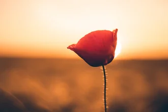 Photo art by Oliver Henze: poppy in the sunset with warm colors.